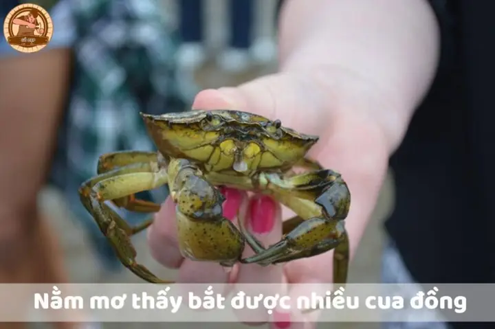 Nằm Mơ Thấy Bắt Cua Đồng Đánh Số Gì?