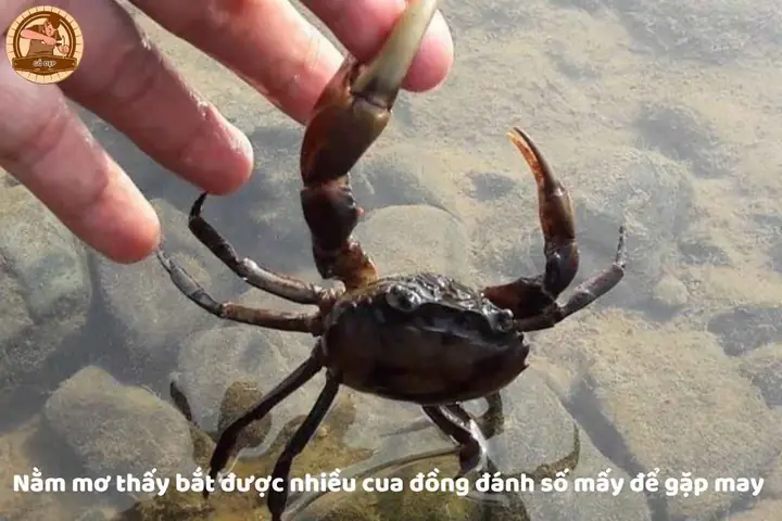 Nằm Mơ Thấy Bắt Cua Đồng Đánh Con Gì: Giải Mã Điềm Báo Và Con Số May Mắn
