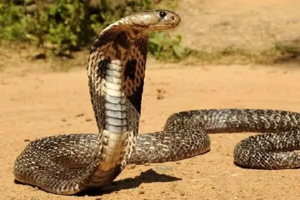 Nằm Mơ Thấy Bò Sát: Giải Mã Ý Nghĩa Và Điềm Báo Chi Tiết