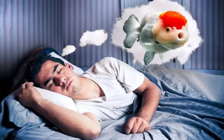 Giải Mã Giấc Mơ Về Cá: Số 1 Cực Xui, Số 8 Chuẩn Bị Phát Tài | Báo ...
