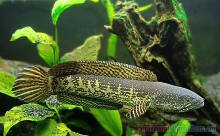 Mơ Thấy Cá Lóc Là Điềm Của Sự May Mắn. Số Mấy? Hãy Kiên Nhẫn ...