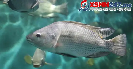 Nằm Mơ Thấy Cá Rô Đồng
