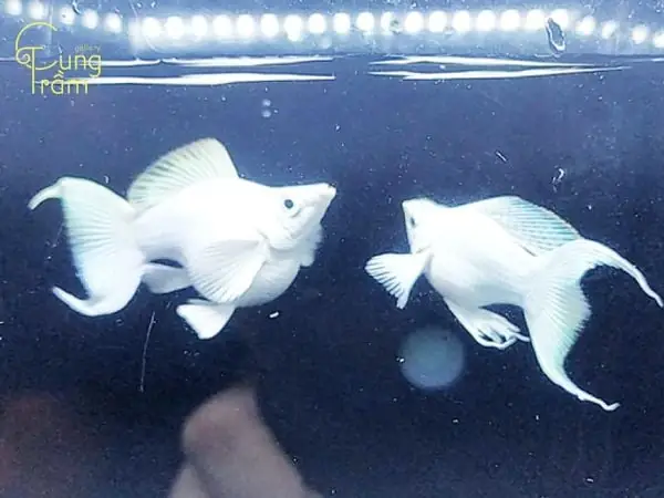 Mơ Thấy Cá Trắng Trong Bể Cá