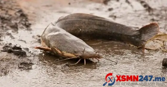 Mơ Thấy Ăn Cá Trê