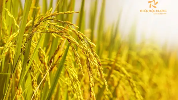 Nằm Mơ Thấy Lúa Là Điềm Báo Gì? Nên Đánh Con Nào 2024