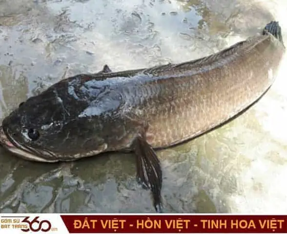 Nằm Mơ Thấy Câu Được Cá Rô Đồng Là Điềm Gì? Giải Mã Chi Tiết Từ A-z