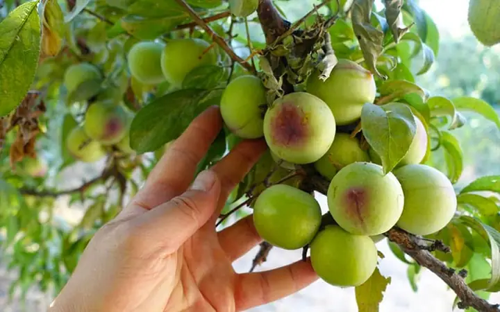 Tìm Hiểu Về Cây Mận Và Những Điều Bí Ẩn Trong Giấc Mơ