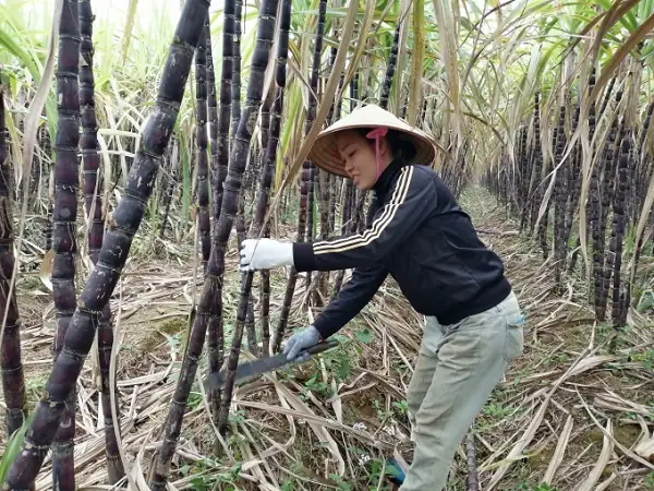 Nằm Mơ Thấy Chặt Mía