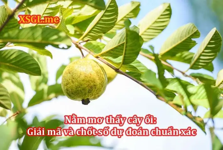Nằm Mơ Thấy Cây Ổi Sai Quả: Giải Mã Chi Tiết Ý Nghĩa