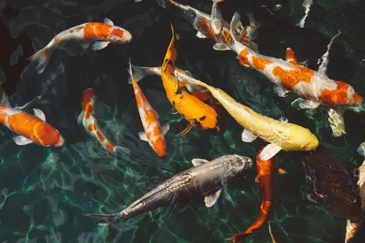 Nằm Mơ Thấy Chiên Cá Có Ý Nghĩa Gì?