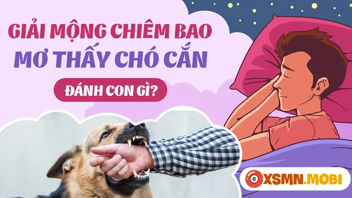 Giấc Mơ Thấy Chó Giấc Mơ Thấy Chó
