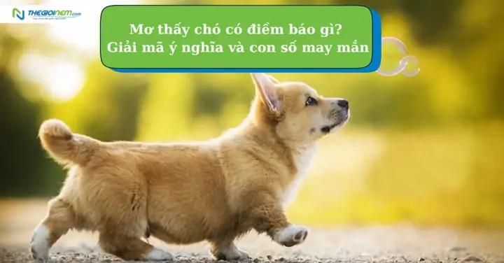 Chó Cắn Vào Chân