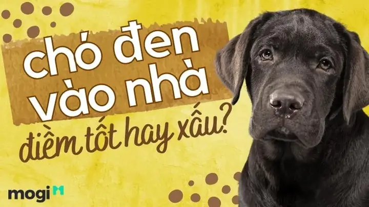 Chó Đen Vào Nhà: Điềm Báo Tốt Hay Xấu Trong Phong Thủy?