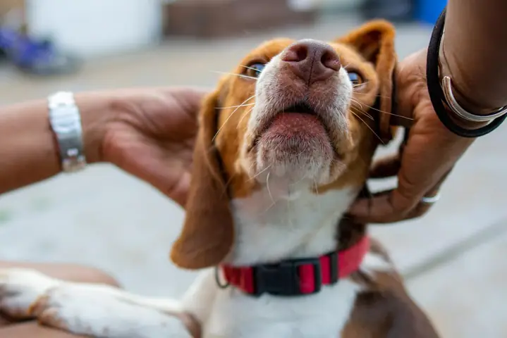 Mơ Thấy Mình Chạy Theo Một Chú Chó