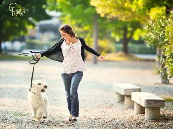 Mơ Thấy Bản Thân Dắt Chó Trắng Đi Dạo