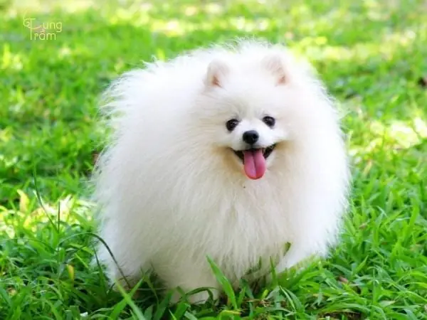 Mơ Thấy Chó Trắng Nhỏ