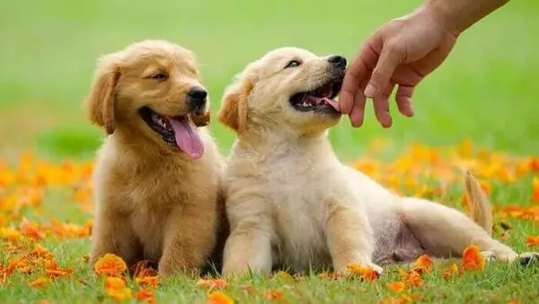 Giải Mã Chi Tiết Giấc Mơ Thấy Chó Vàng