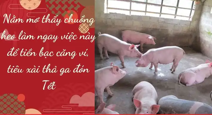 Nằm Mơ Thấy Chuồng Heo: Làm Ngay Việc Này Tiền Bạc Căng Ví, Tiêu ...