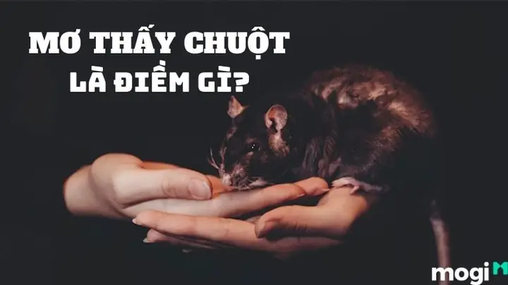 Nằm Mơ Thấy Chuột Cắn Chân Đánh Số May Và Điềm Báo Tâm Linh