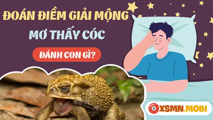 Mơ Thấy Cóc Đánh Con Gì? - Giải Mã Chiêm Bao Thấy Con Cóc