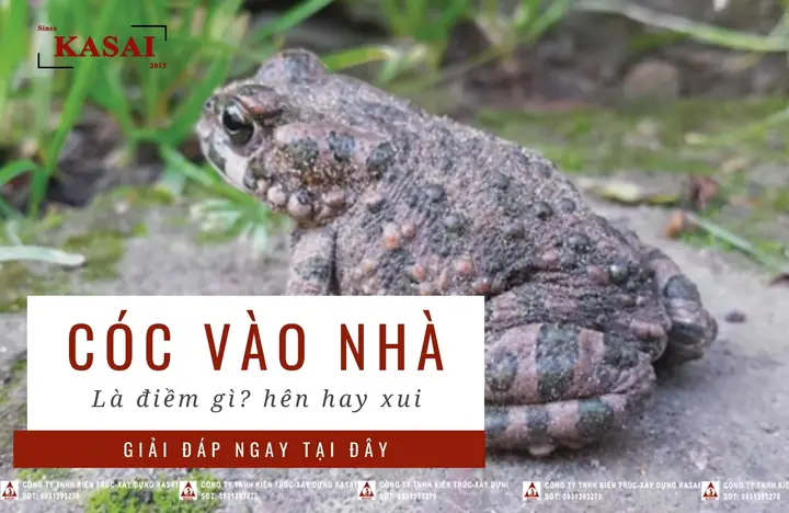 [hỏi- Đáp] Cóc Vào Nhà Hên Hay Xui? Có Nên Đuổi Ra Không?