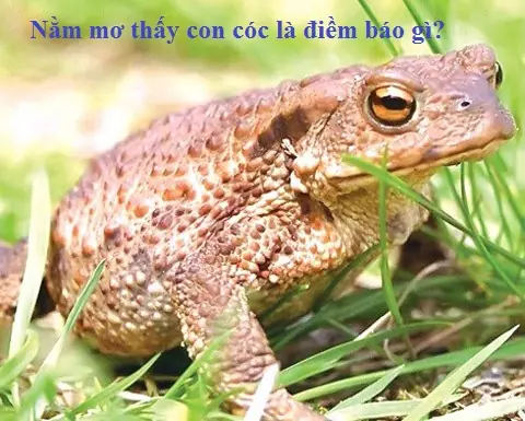 Nằm Mơ Thấy Cóc Thiềm Thừ Nằm Mơ Thấy Cóc Thiềm Thừ