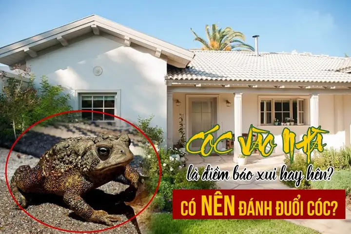 Cóc Vào Nhà Là Điềm Gì? Điều Tốt Hay Xấu Bạn Không Nên Bỏ Qua