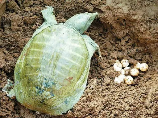 Nằm Mơ Thấy Con Baba Là Điềm Báo Gì