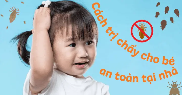 Con Chấy Sinh Ra Từ Đâu? Cách Trị Chấy Cho Bé Tại Nhà An Toàn Tận Gốc