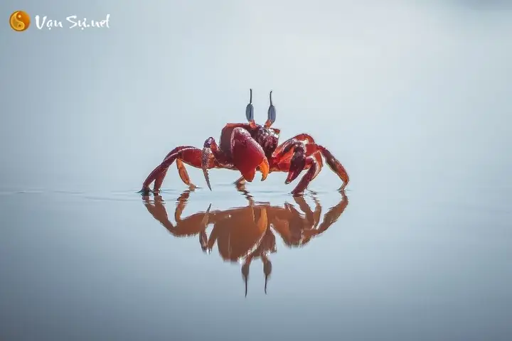 Mơ Thấy Đi Bắt Cua