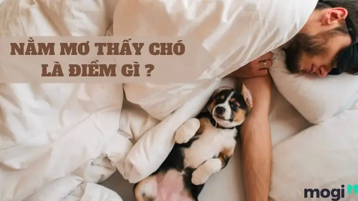 Giải Mã Giấc Mơ Thấy Chó: Điềm Báo Tốt Hay Xấu? Giải Mã Giấc Mơ Thấy Chó: Điềm Báo Tốt Hay Xấu?