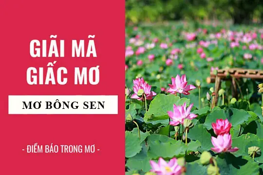 Giải Mã Giấc Mơ: Nằm Mơ Thấy Bông Sen, Hoa Sen Điềm Báo Gì, Lành ...