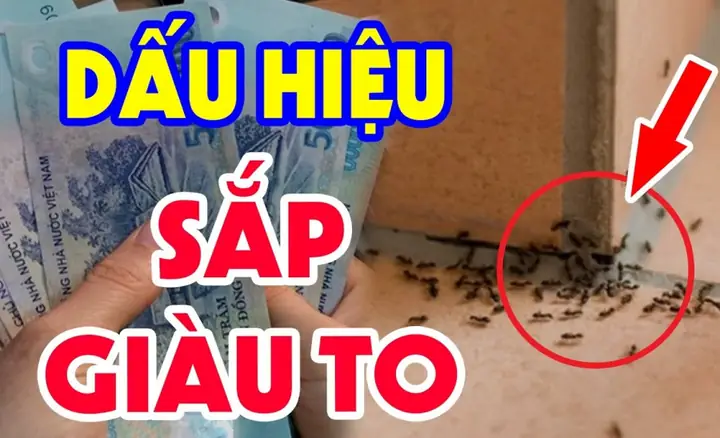 Thấy Kiến Bò Thành Đàn Vào Nhà Là Điềm Báo Phong Thủy Tốt Hay Xấu?