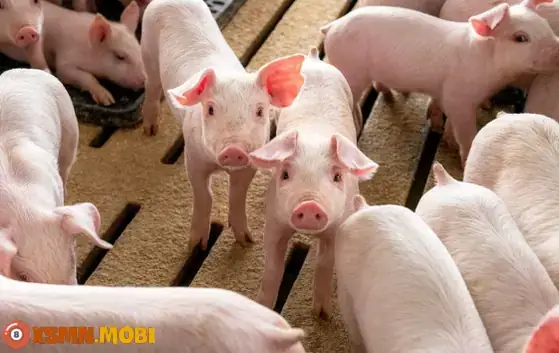 Đàn Lợn Con Đang Bú Mẹ