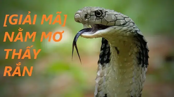 Hiểu Về Biểu Tượng Của Cây Mía Trong Tiềm Thức