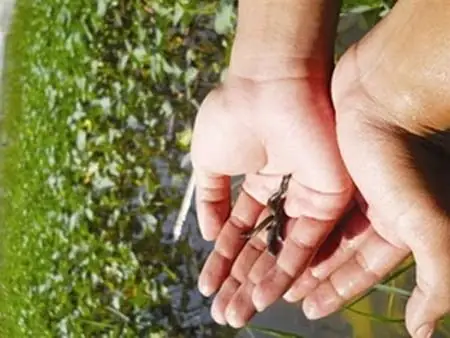 Mơ Thấy Con Đỉa Điềm Báo Gì, Cuộc Sống Đang Có Gì Biến Động Mạnh?