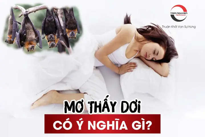 Mơ Thấy Con Dơi Có Ý Nghĩa Gì?