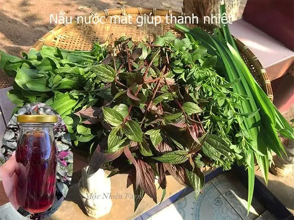 Cây Thuốc Dòi - Thảo Dược Đông Y Nổi Tiếng – Mộc Nhiên Farm