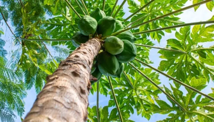 Nằm Mơ Thấy Đu Đủ Chín Đánh Số Gì? Giải Mã Giấc Mơ & Con Số May Mắn