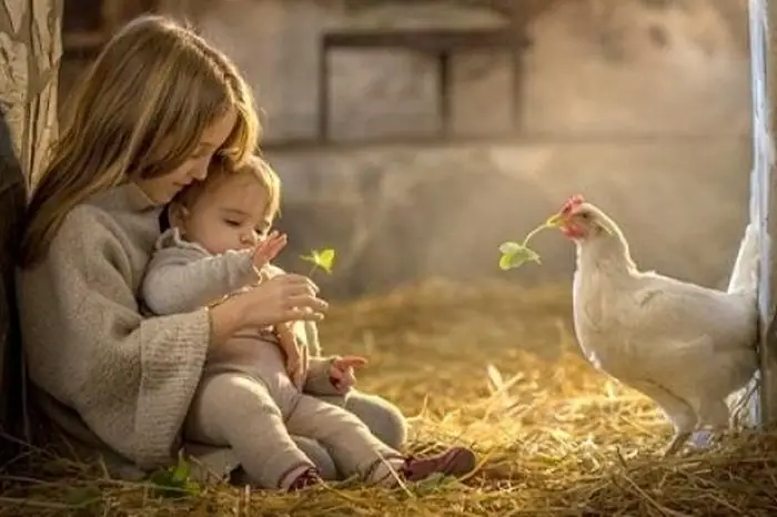 Mơ Thấy Gà Là Điềm Gì? Dấu Hiệu Và Ý Nghĩa Cần Chú Ý - Tạp Chí ...