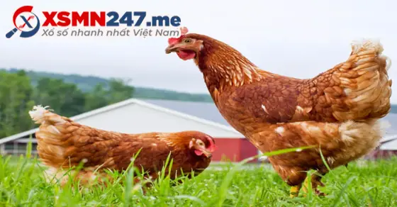 Những Giấc Mơ Thấy Con Gà Mái Khác