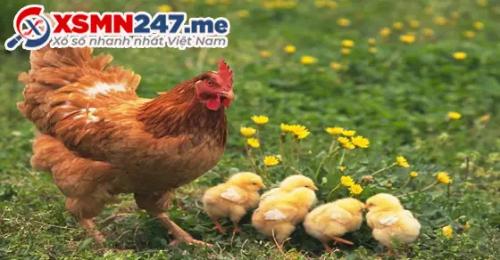 - Ý Nghĩa Giấc Mơ Thấy Gà Mái Chết