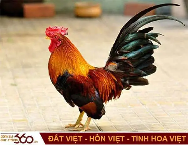 Mơ Thấy Gà Trống Đánh Con Gì? Điềm Báo Lành Hay Dữ?