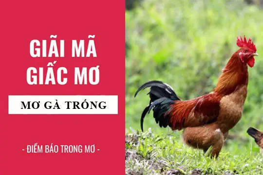 Giải Mã Giấc Mơ: Nằm Mơ Thấy Gà, Gà Trống Điềm Báo Gì, Lành Hay ...