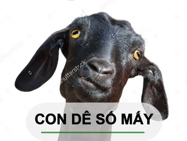 [ Nằm Mơ Thấy Dê ] Đánh Con Gì ? Điềm Báo Gì ? - Bắc Đẩu