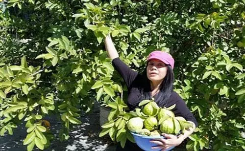 Điềm Báo Của Nằm Mơ Thấy Hái Ổi