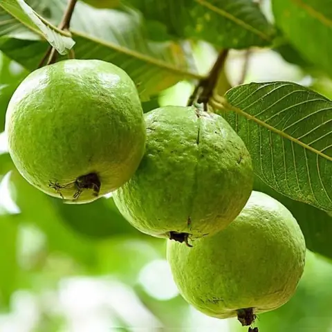 Ý Nghĩa Của Giấc Mơ Thấy Quả Ổi Và Con Số May Mắn