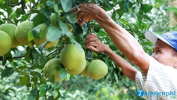Truyền Thống Giải Mộng Trong Văn Hóa Á Đông