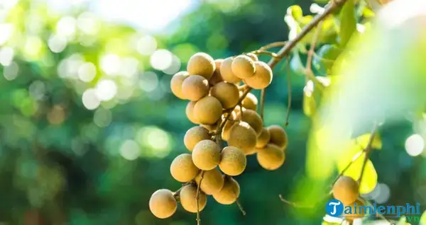 Lời Khuyên Từ Chuyên Gia
