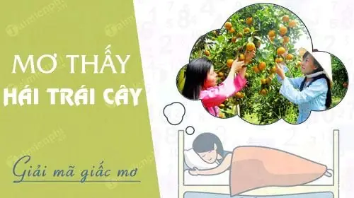 Nằm Mơ Thấy Hái Trái Cây, Hái Quả